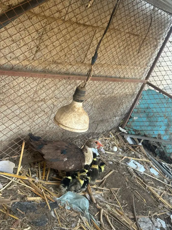 بطة مع عيالها منهم 8 للبيع 0