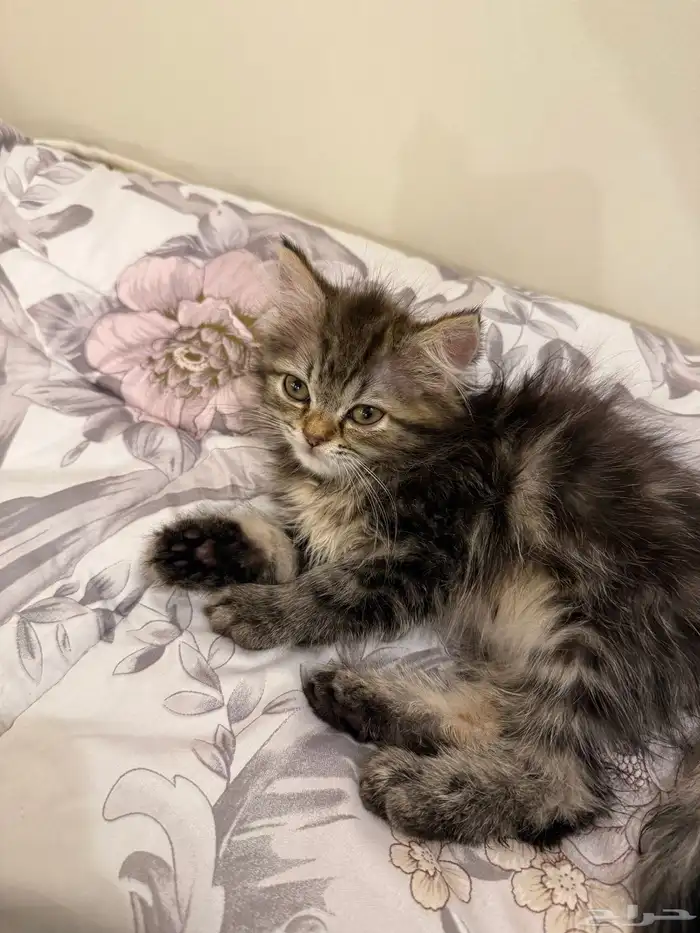 كيتن للتبني 1