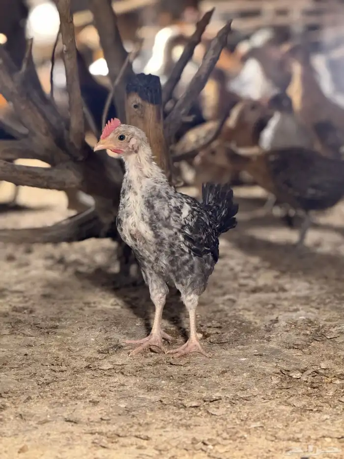 صوص دجاج بلدي 1