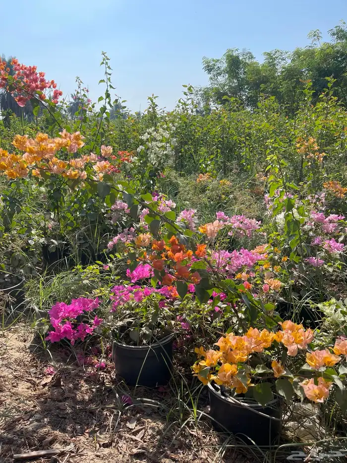 شتلات الجهنمية المجنونة مكبوسة 2