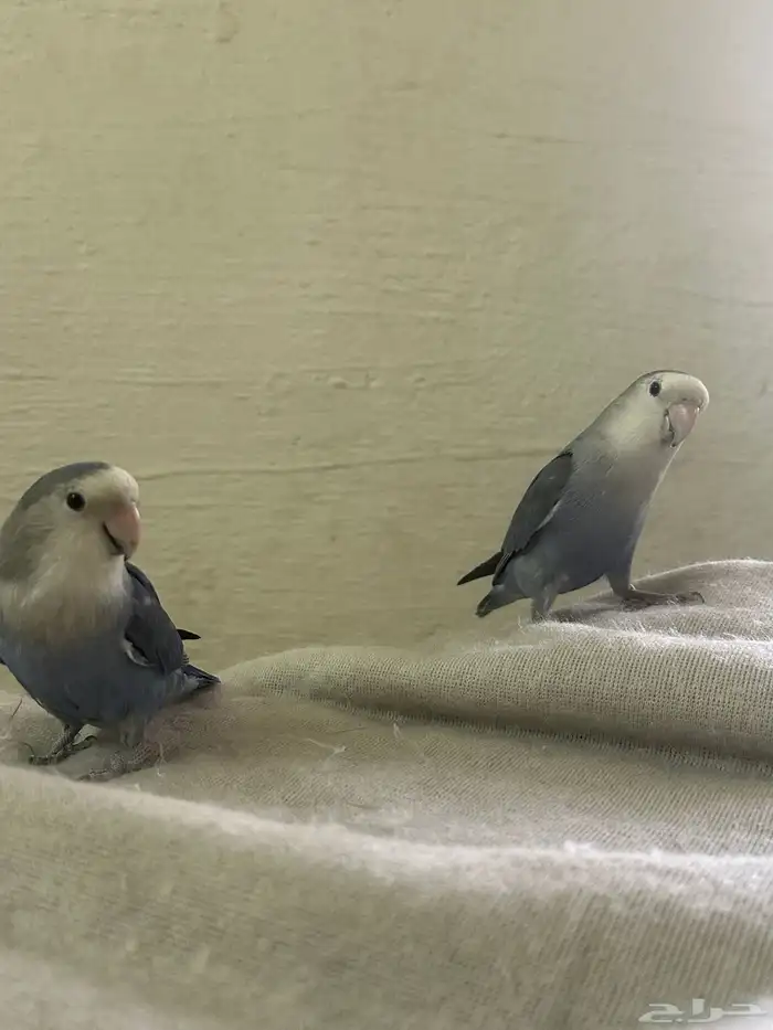 ببغاء روز للبيع 0