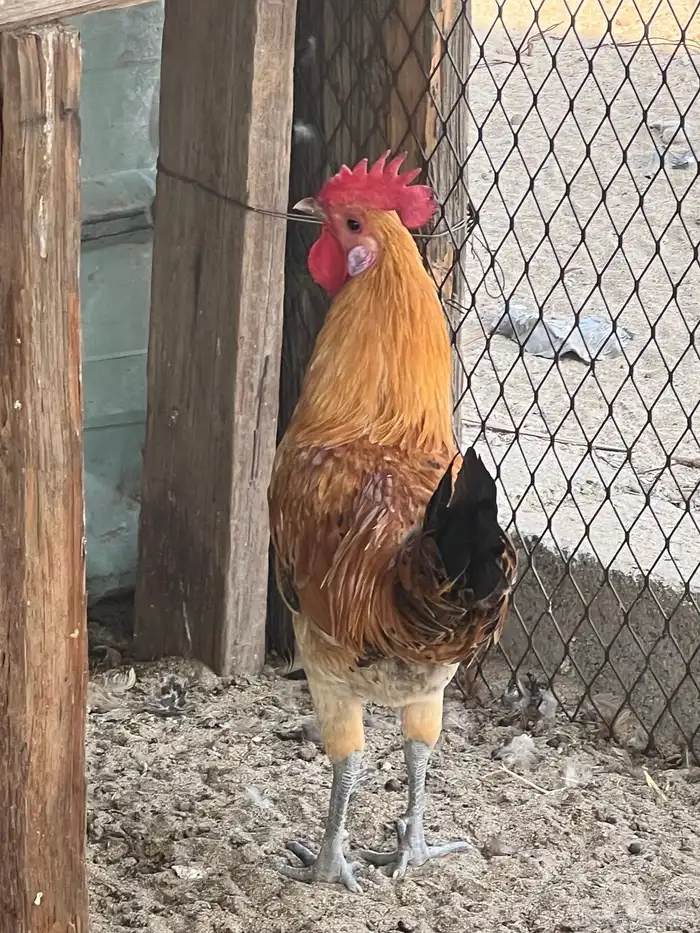 بيع ديك بلدي 5