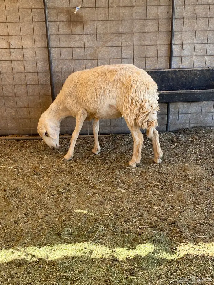 رخل ثنيه مضرع 1