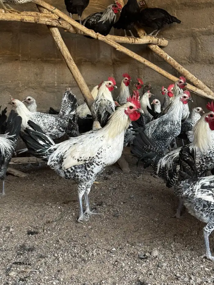 دجاج بلدي فاخر 1