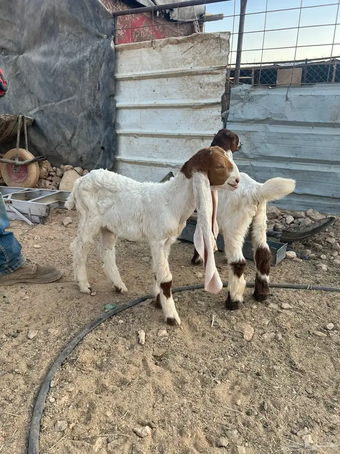 تيوس دواغير 2