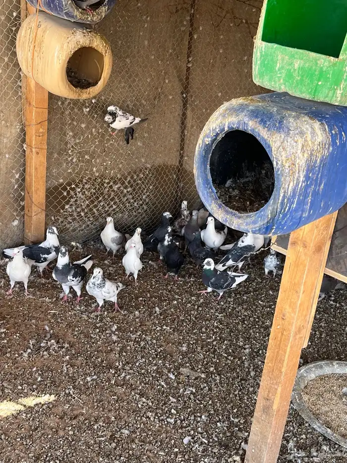 حمام مشاكيل 2