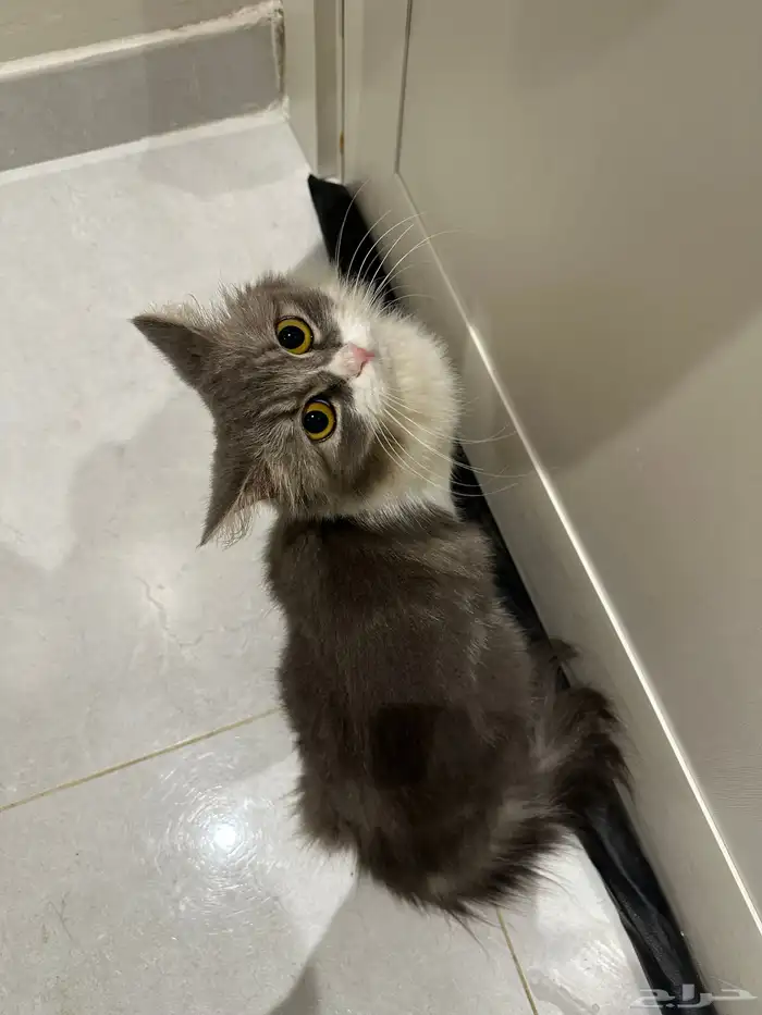 قطة للتبني انثى 0