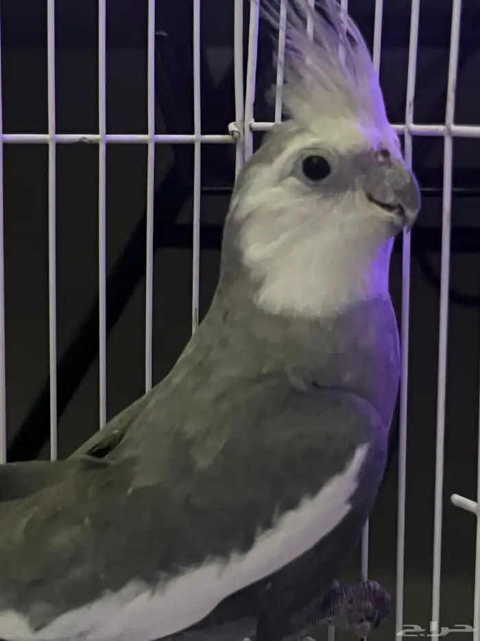 ذكر كروان وايت فيس فخم وحجم سوبر جامبو 0