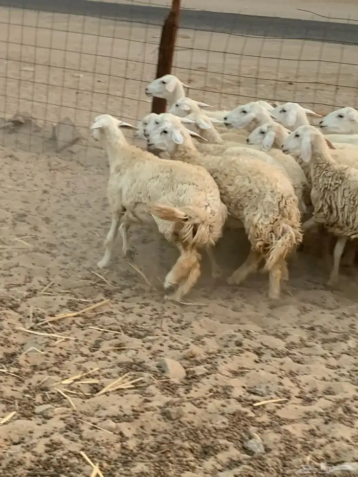 للبيع رخال حريات مقاني 3