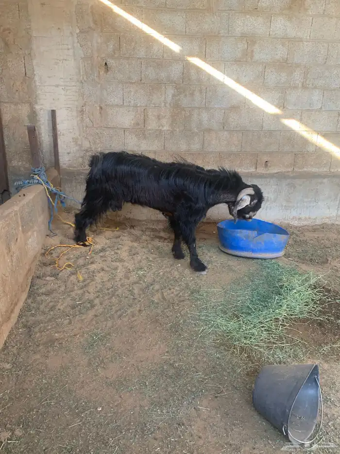 تيس عارض شرط 0