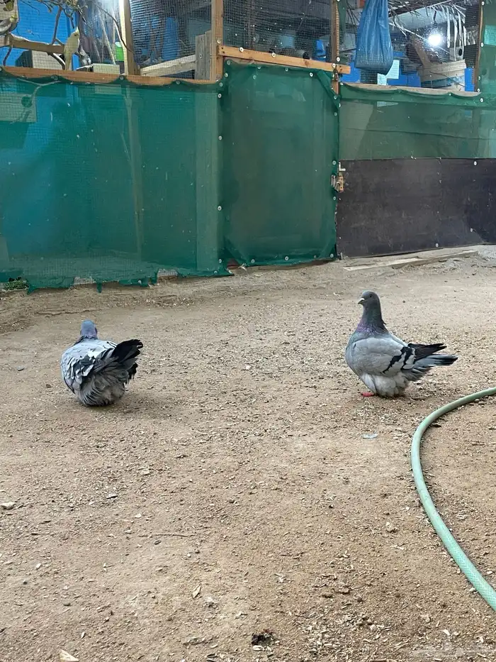 حمام فريش مهبط 3