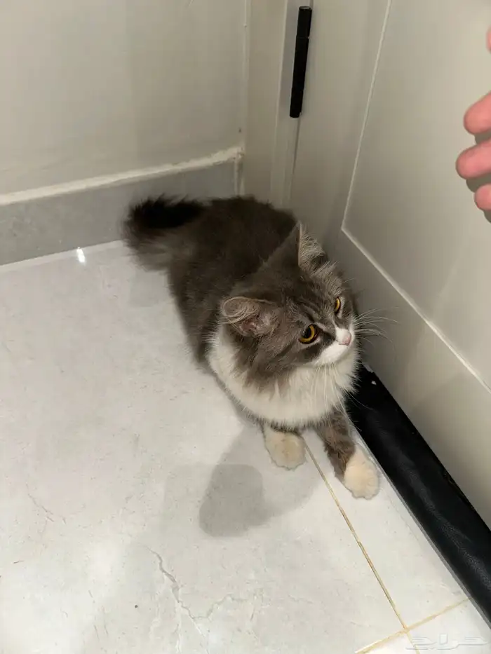 قطة للتبني انثى 2