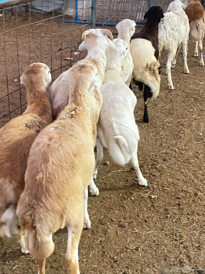 طليان شبيه الرفيدي 2