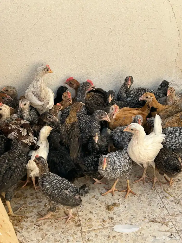 صوص فيومي تركي 1