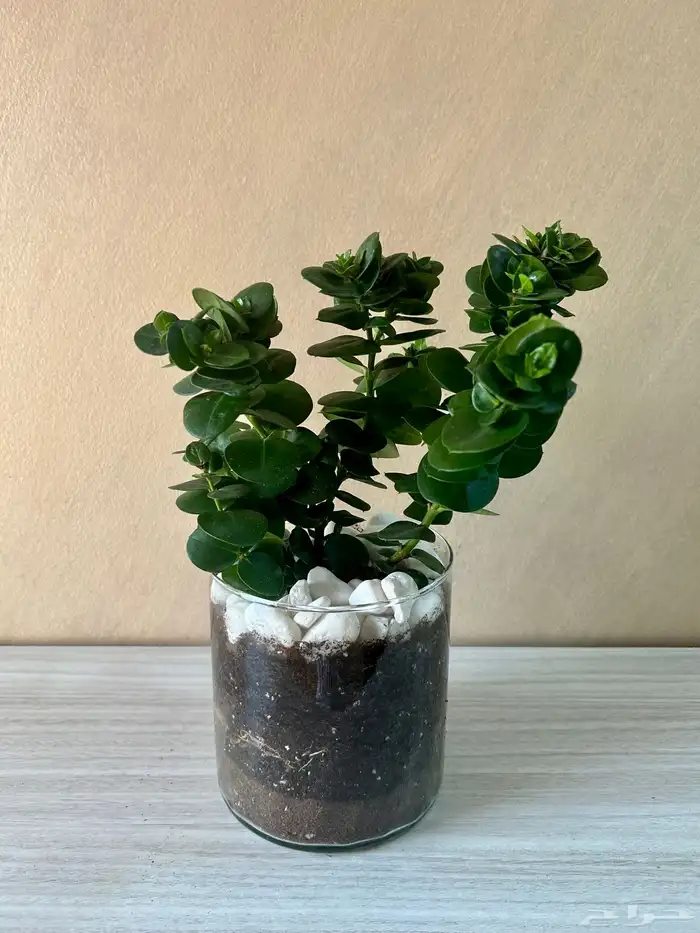 نبتة داخلية 0