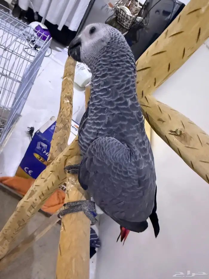 للبيع فرخ كاسكو 0