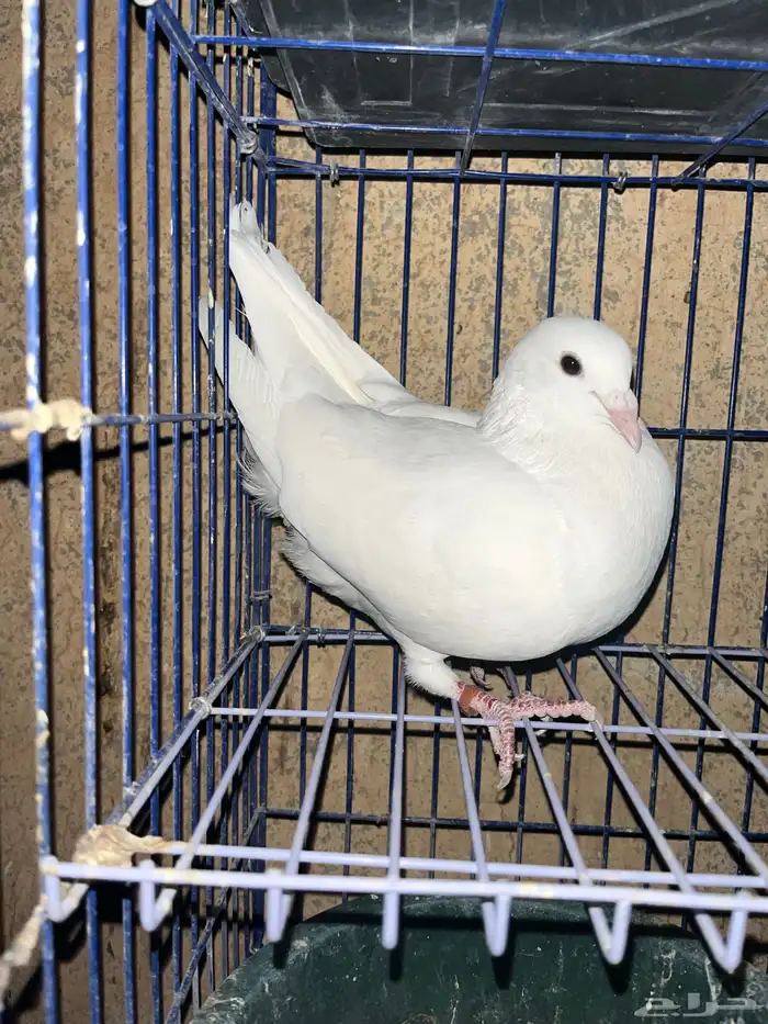 حمام زاجل هولندي 1