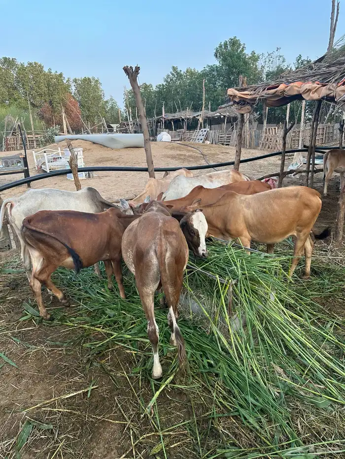 8 عجول و1 خبشه 2