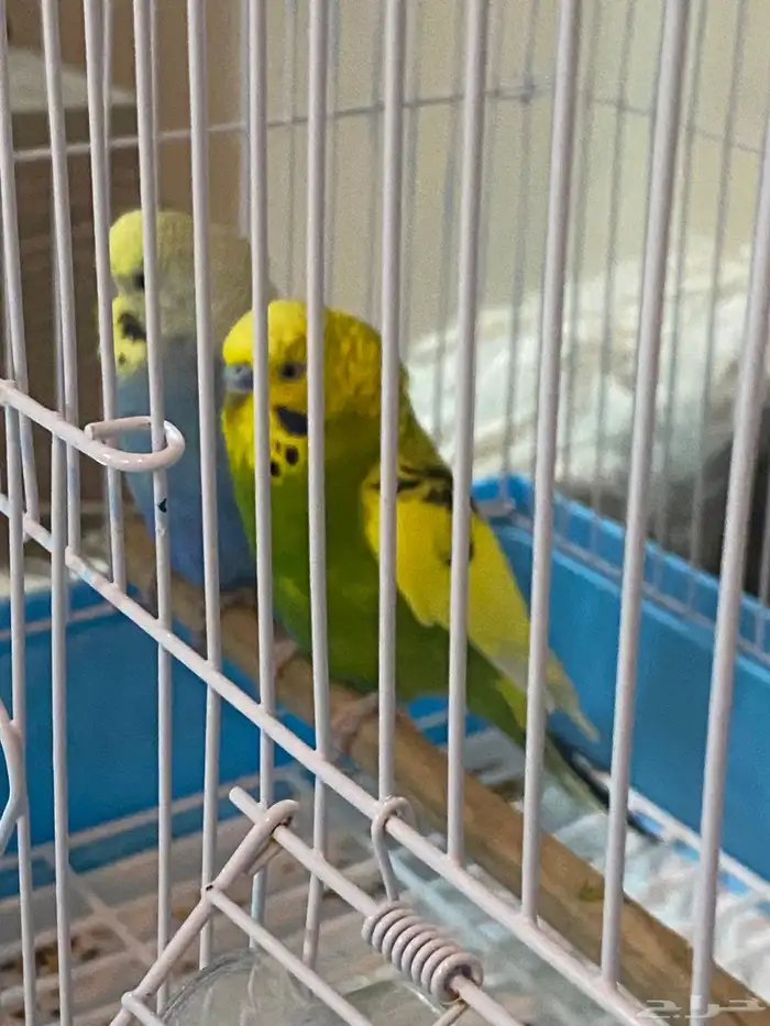 طيور الحب بصحة جيدة 0