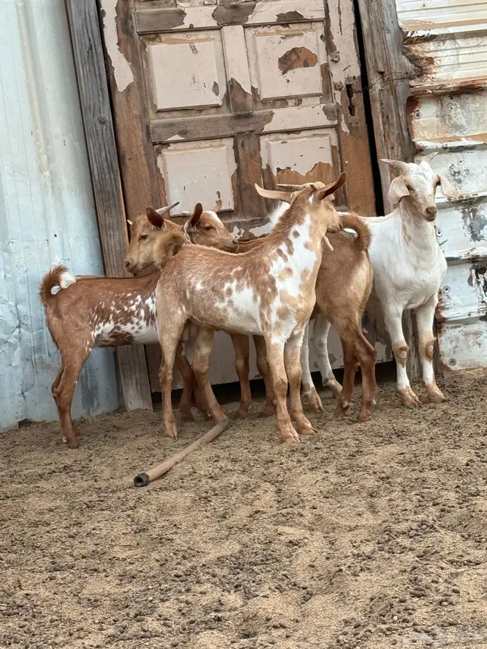 3 تيوس تهاميه للبيع 1