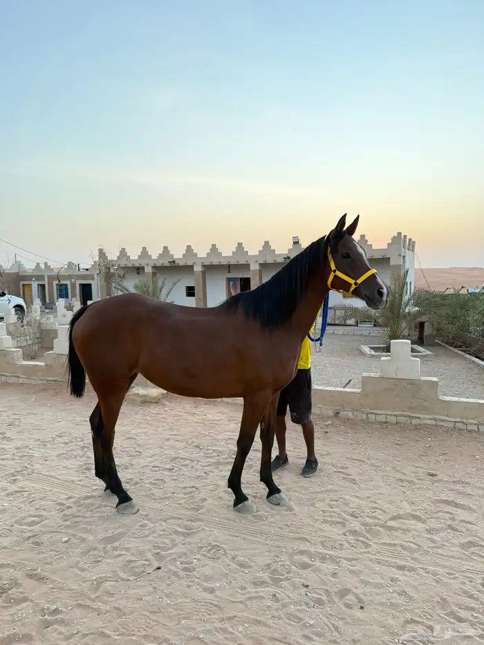 فرس استرالية (قدرة وتحمل) 0