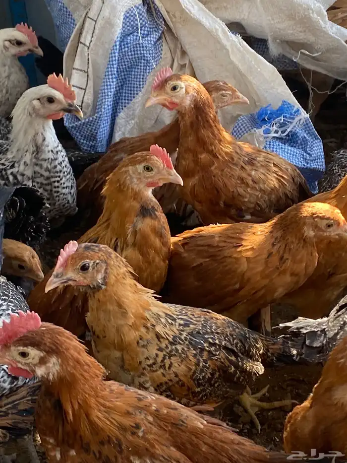 فراريج بلدي فواتح 7