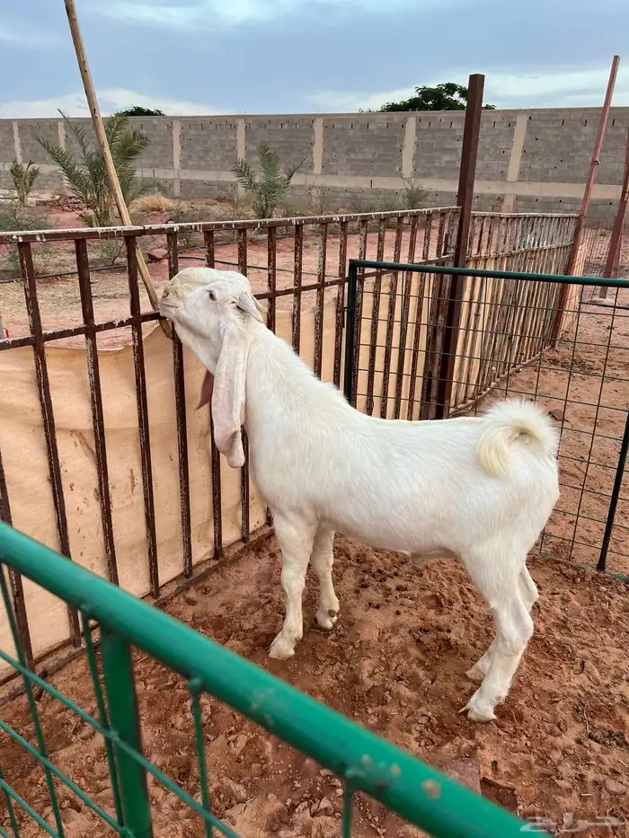 تيس ابيض ابرص ( انباع ) 0