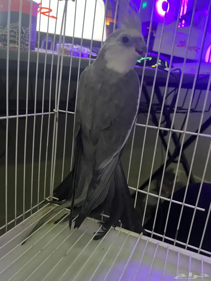 ذكر كروان وايت فيس فخم وحجم سوبر جامبو 1