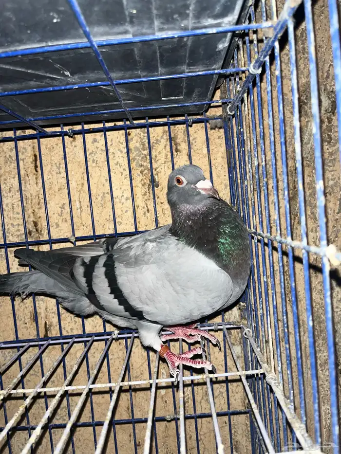 حمام زاجل هولندي 0