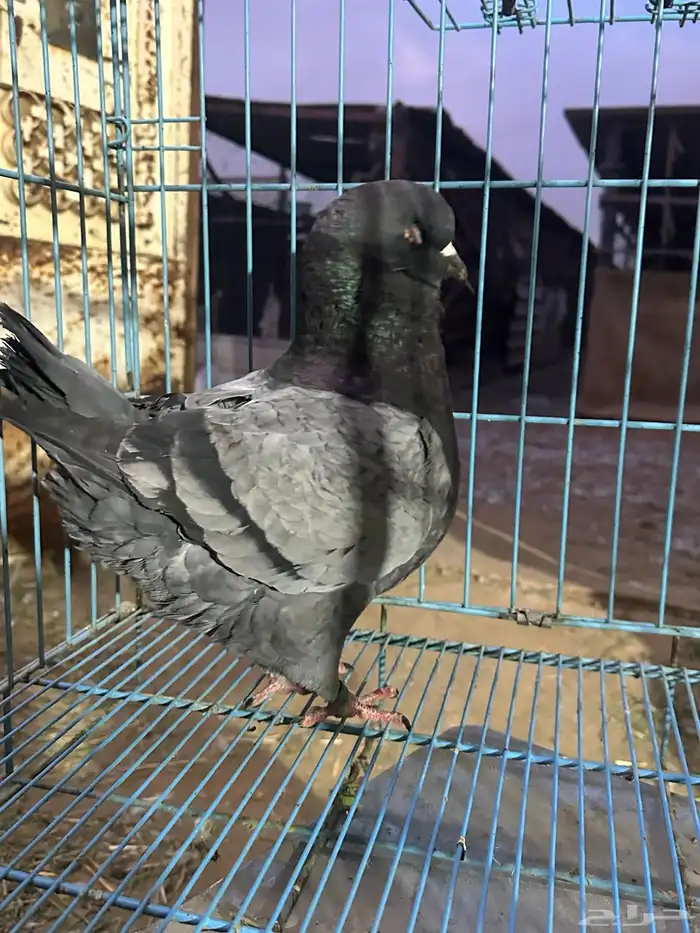 ذكر كنق بلو بار مستوى توب توب حجم سوبر جامبو 1