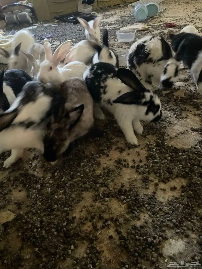 وز عراقي وا أرانب وا ديوك رومي 3