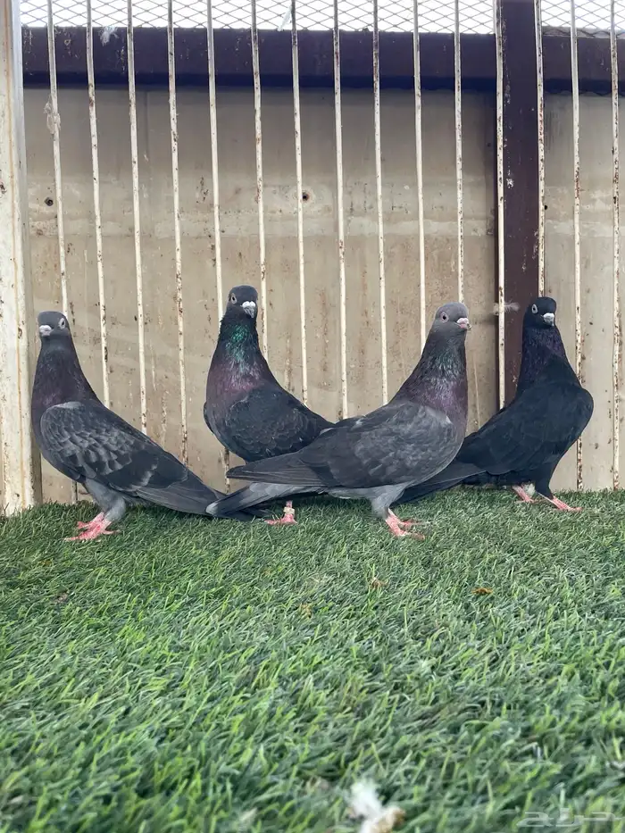 للبيع حمام ايراني قلابي 4