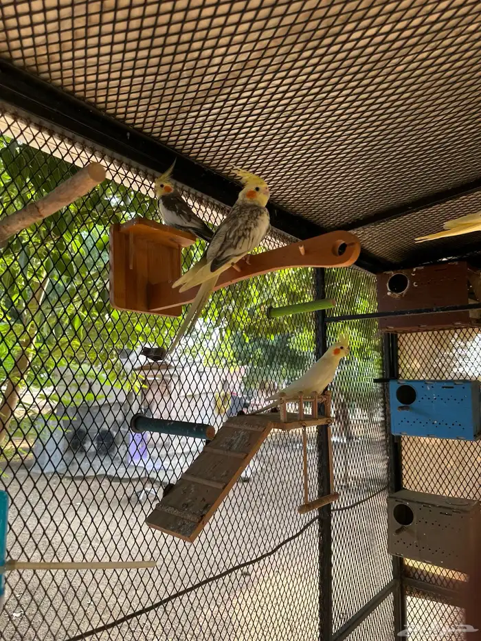 كروان العدد 6. ثلاثه لونهم اصفر واحد ابيض 0