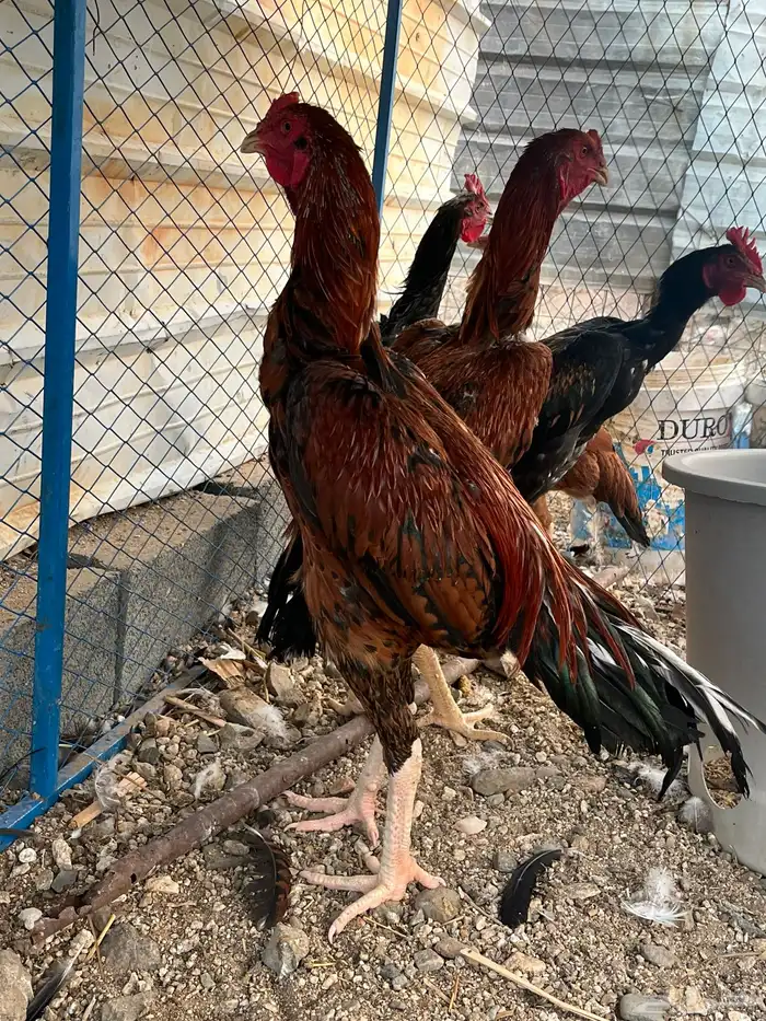 ديك سندي فاخر 1