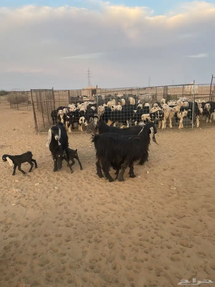 معزاء مواليد 2