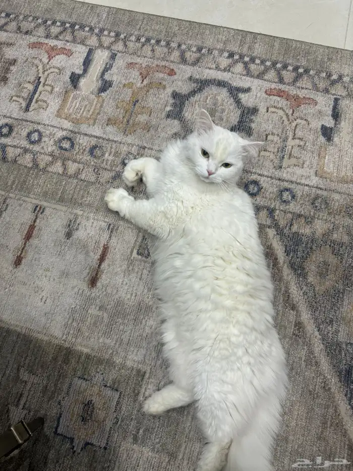 بس للتبني العمر 7سنوات 0