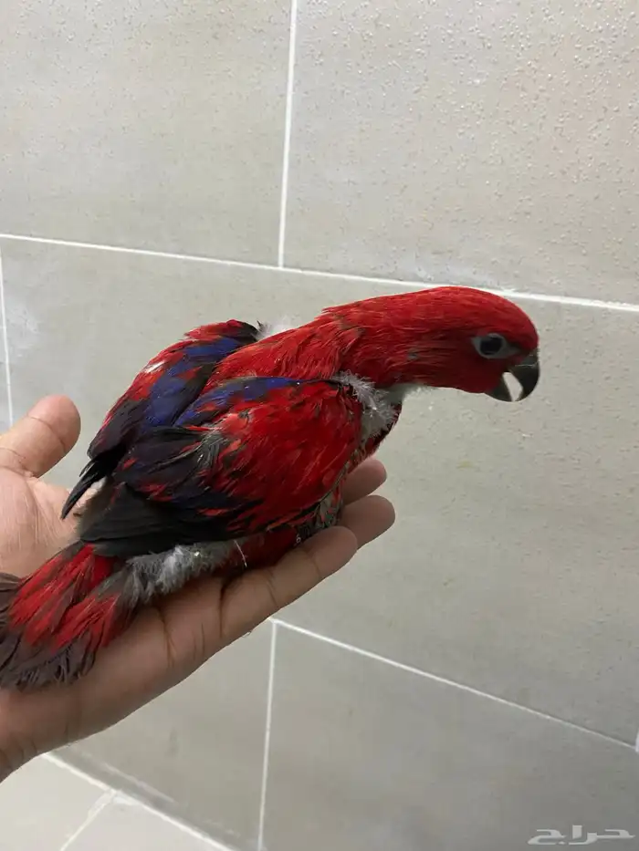 فروخ رد لوري 0