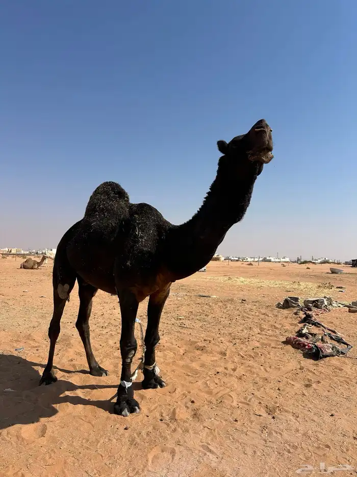 للبيع فحل مجهم 0