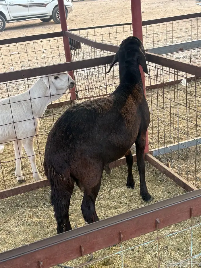 طلي سواكني تيلاد تم البيع 1