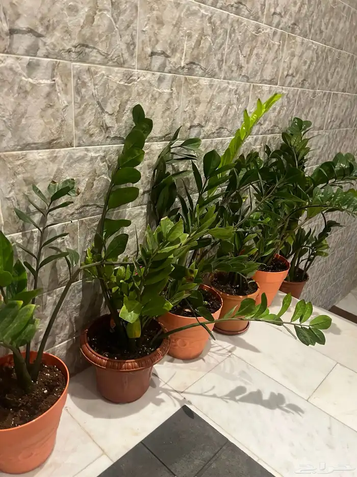 زرع منزلي داخلي بأسعار منافسة 4