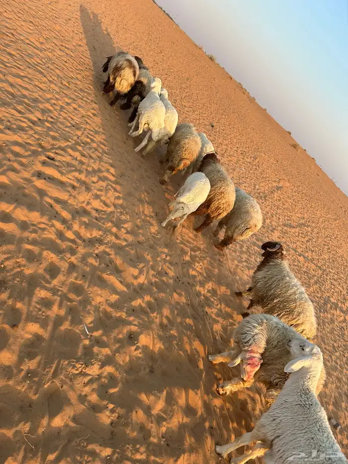 بهم حري ونعيم 1