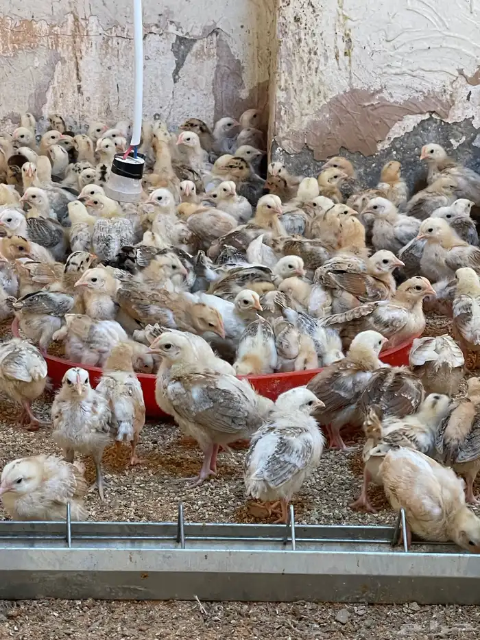 دجاج صوص بلدي 0