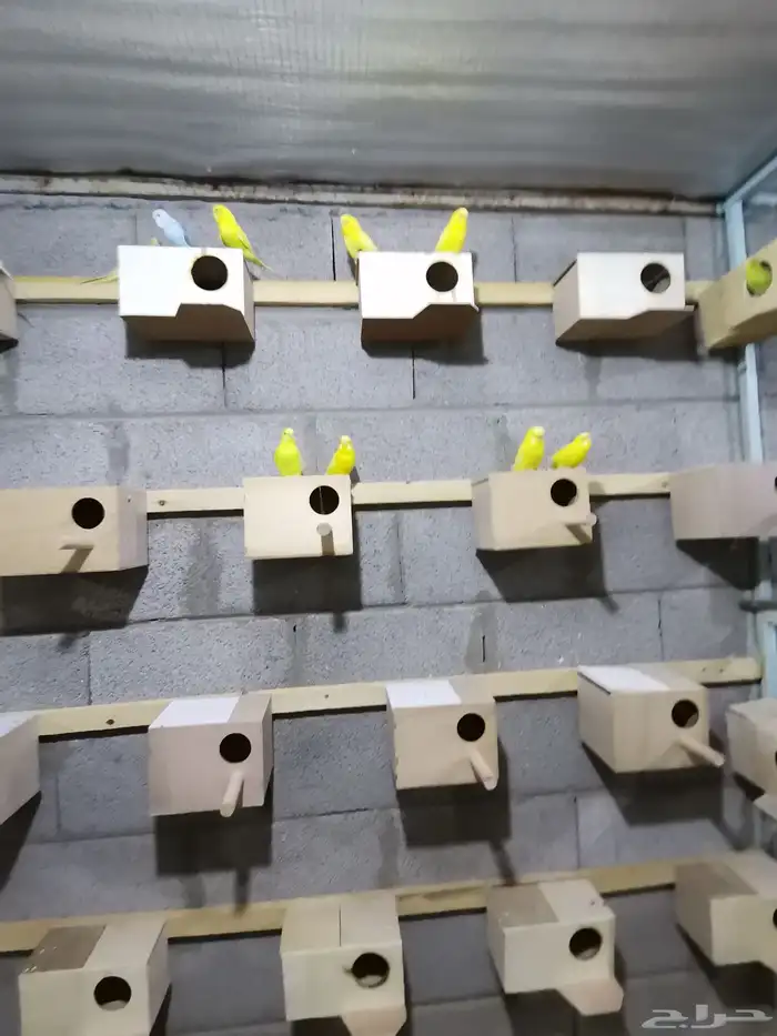 الجله وتبراك طريق النطاش 4