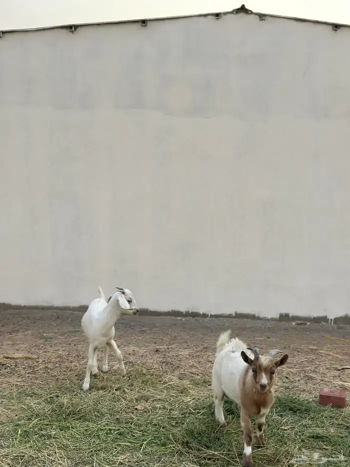 ماعز قزم وجفرة للبيع 0