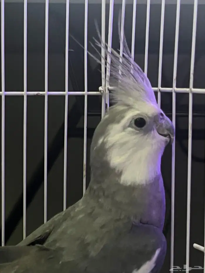 ذكر كروان وايت فيس فخم وحجم سوبر جامبو 2