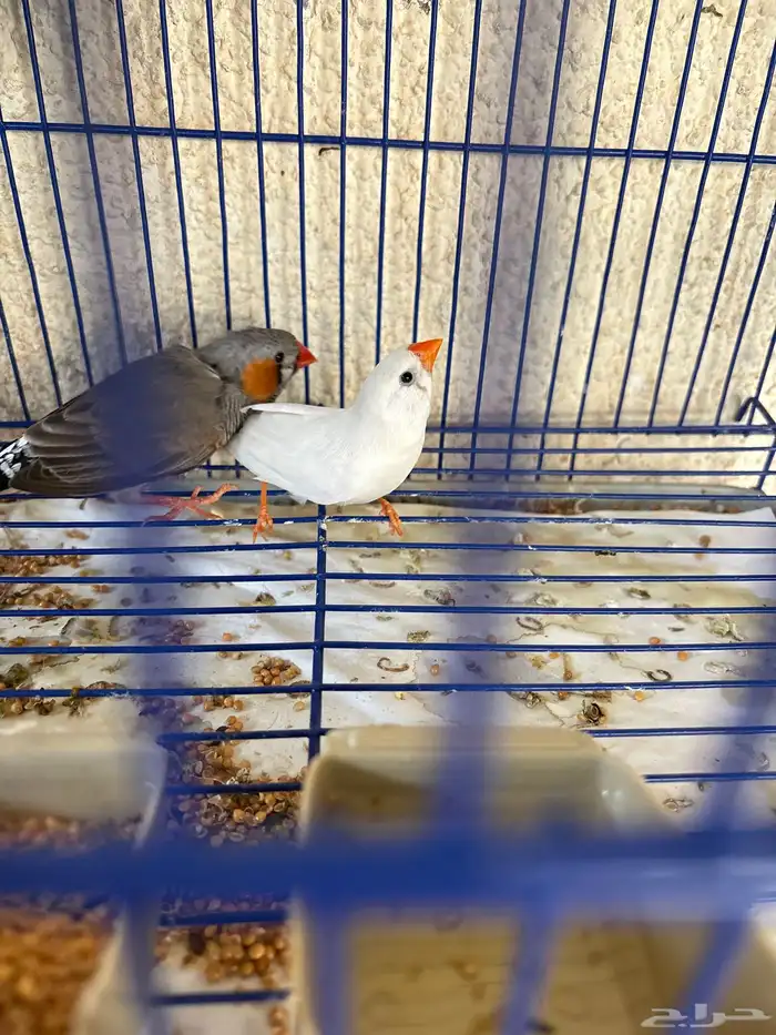 للبيع زوج زيبرا 2