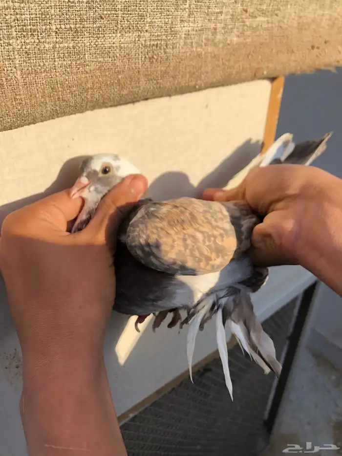 حمام صفاقي 1