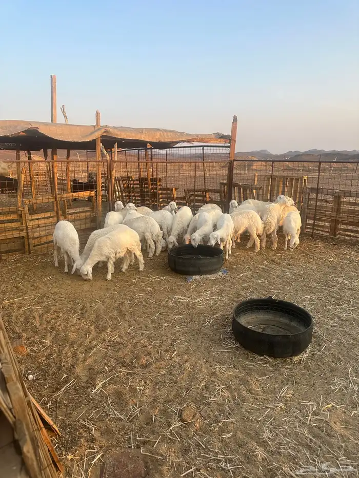 رخال حريات مقاني ولا ذبح طيبه العدد 22 0