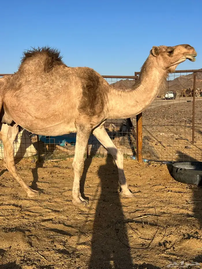 لقحه ملاقي تملى السطل ب 7500 تم البيع 7