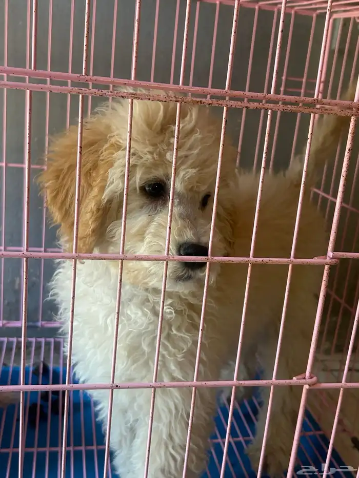 كلاب بودل XL كلاب جميله ولعوبه 11